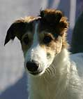 Rasswets Charming Little Sweetheart