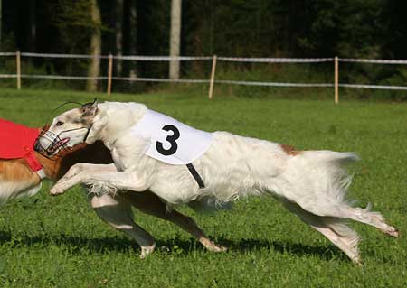 borzoi