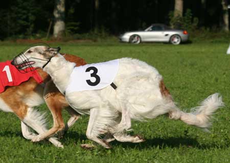 borzoi