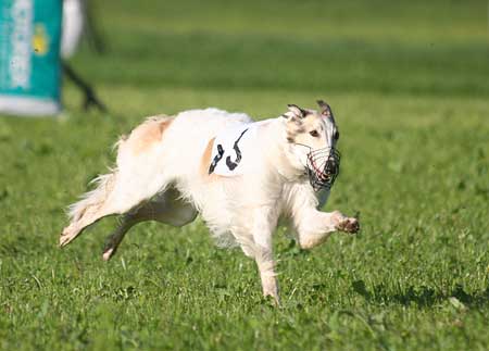 borzoi