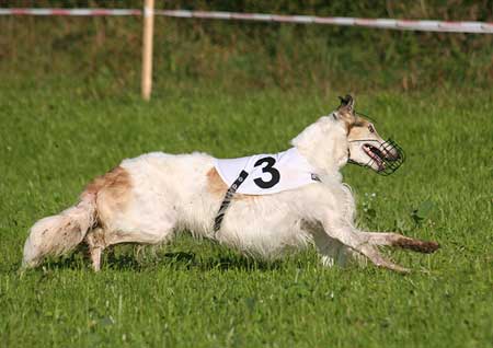 borzoi