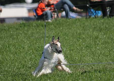 borzoi