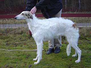 borzoi