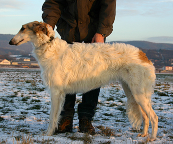 borzoi