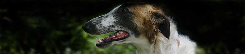 Rasswets Borzoi